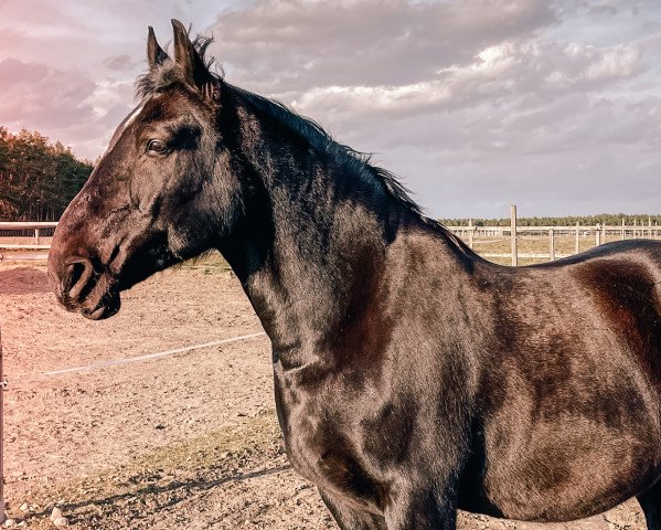 broodmare Rosi 366 (Rottaler horse, 2008)