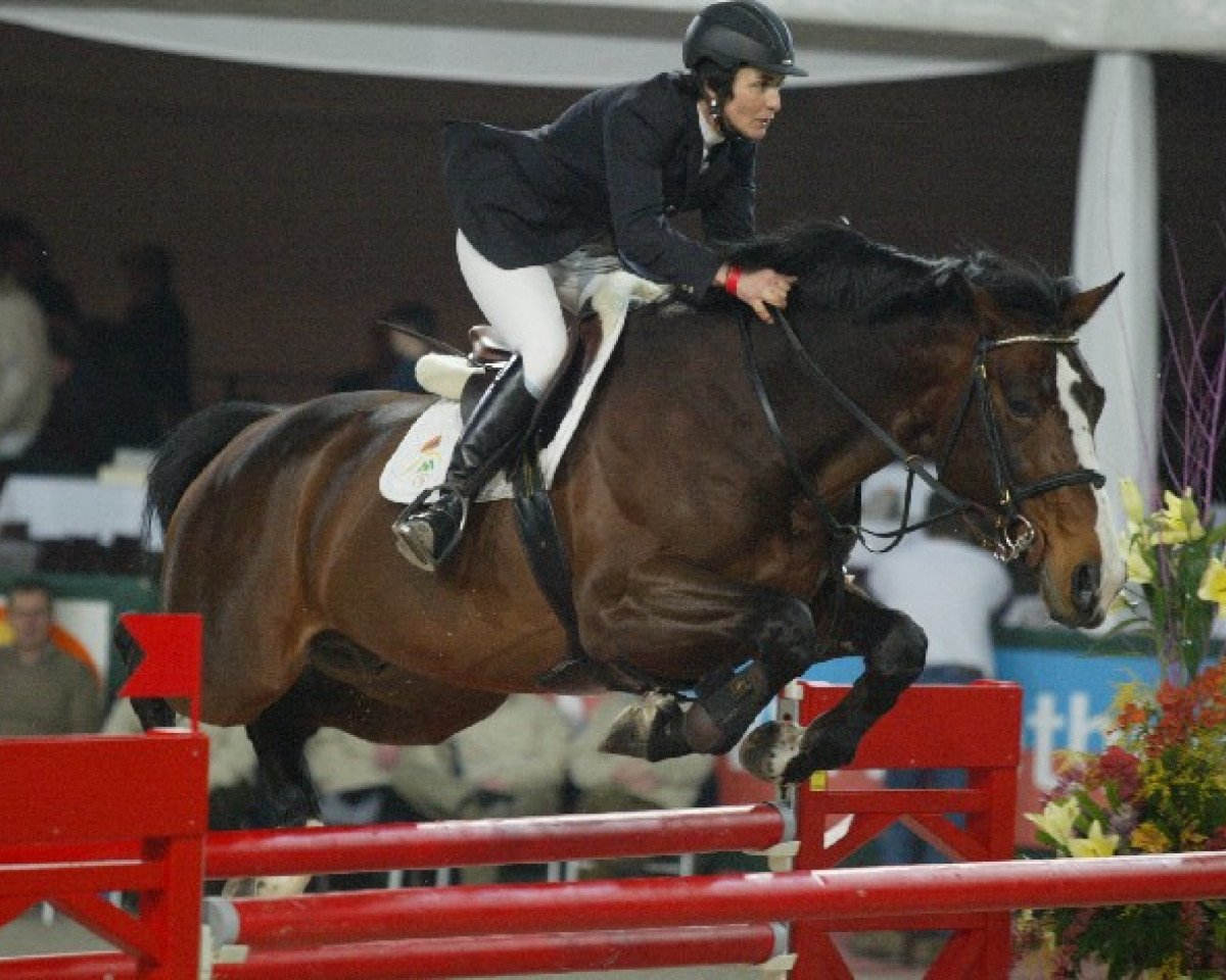 Deckhengst Vincenzo van het Merelsnest (Belgisches Warmblut, 1998, von Darco)