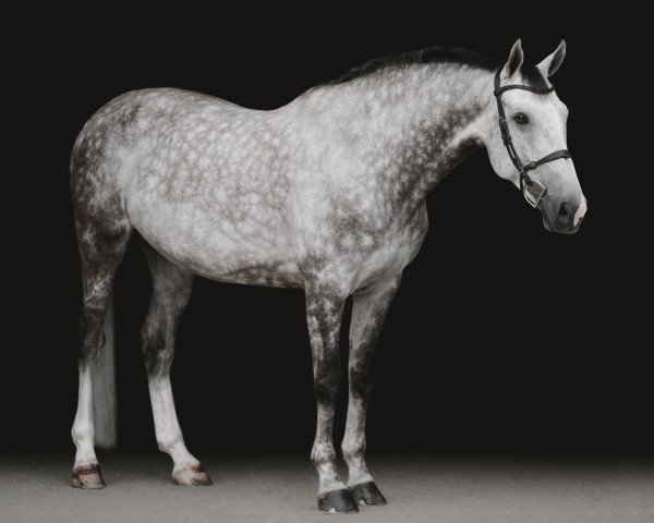 jumper Jembey van het Eigenlo (Belgian Warmblood, 2009, from Echo van het Spieveld)