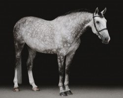 Springpferd Jembey van het Eigenlo (Belgisches Warmblut, 2009, von Echo van het Spieveld)