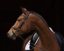 dressage horse Naseweis (Trakehner, 2017, from Kentucky)