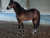 jumper Chrispie (German Riding Pony, 2018, from Captain Meyer WE)