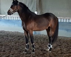 Springpferd Chrispie (Deutsches Reitpony, 2018, von Captain Meyer WE)