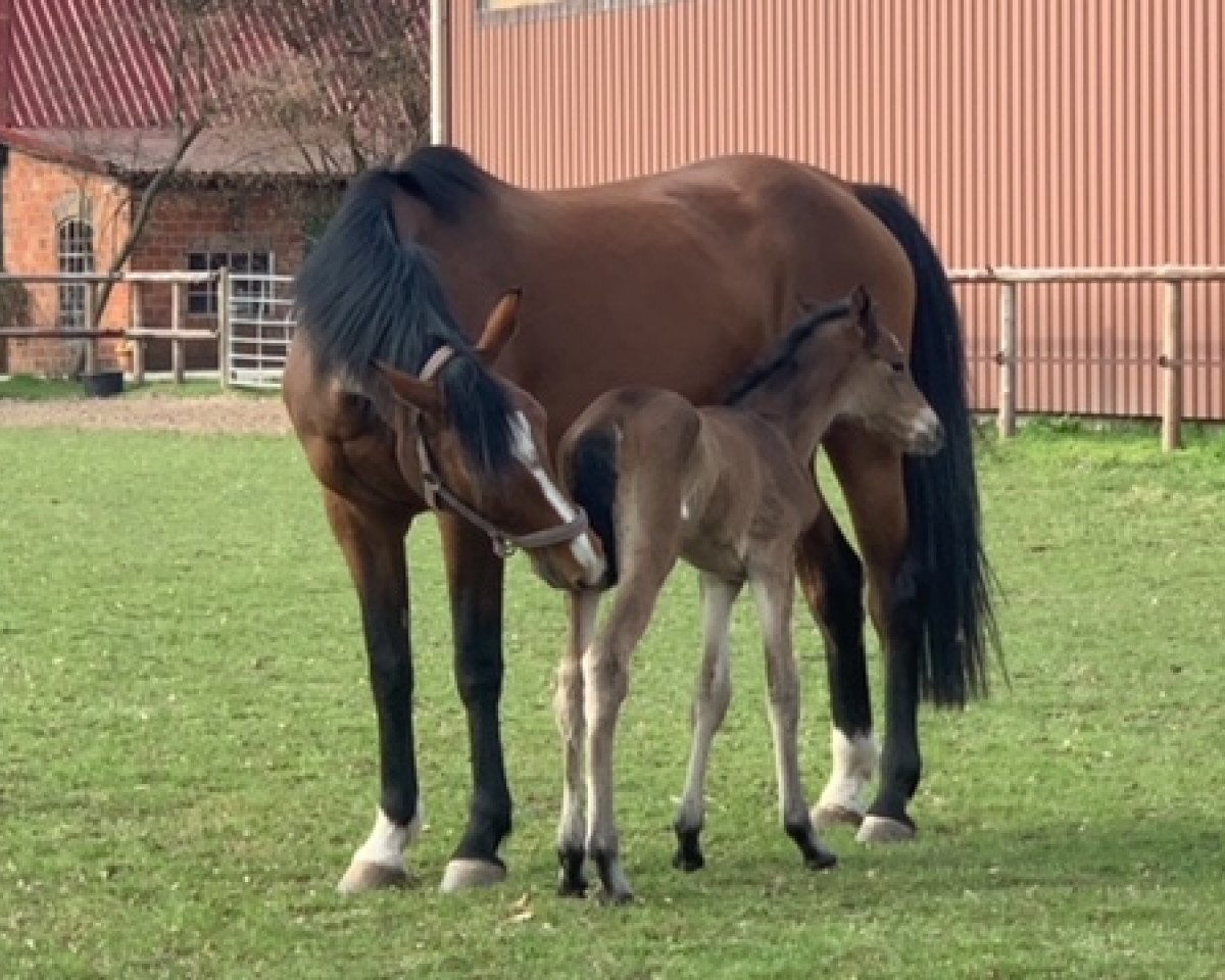broodmare Lordabella (Holsteiner, 2011, from Lordanos)