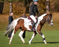 stallion CTS Orlando (Lewitzer, 2013, from Orkan)