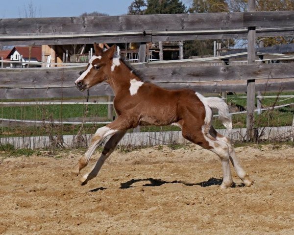 Springpferd WhyNot Pagani (Pinto/Pony, 2019, von Why not Pinot Noir)