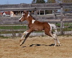 jumper WhyNot Pagani (Pinto / Pony, 2019, from Why not Pinot Noir)