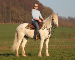 Pferd Kinvara Ranger (Connemara-Pony, 2014)