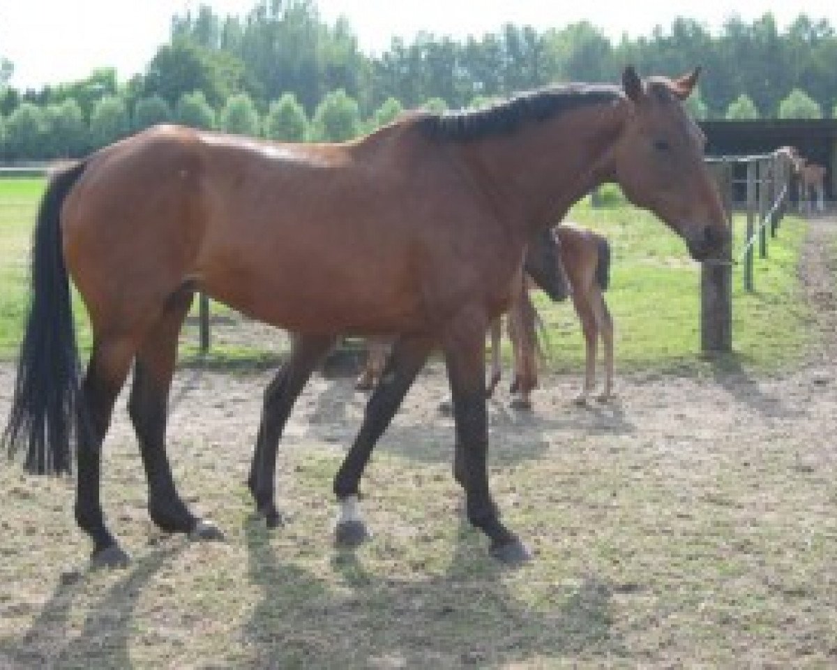 broodmare Idjaz-C (Belgian Warmblood, 1985, from Hedjaz)