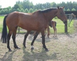 broodmare Idjaz-C (Belgian Warmblood, 1985, from Hedjaz)