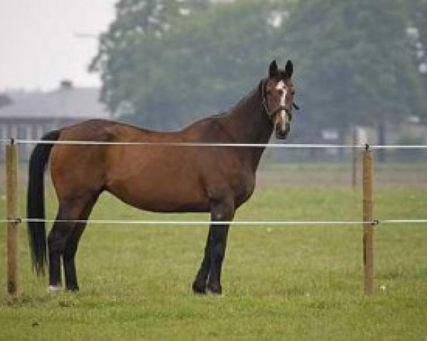 broodmare Maureen van het Merelsnest (Belgian Warmblood, 1989, from Lys de Darmen)