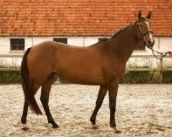 broodmare Moya van het Merelsnest (Belgian Warmblood, 2012, from Nabab de Rêve)