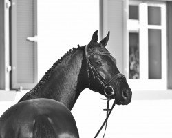 stallion Picaro US (Oldenburg, 2015, from Painted Black)