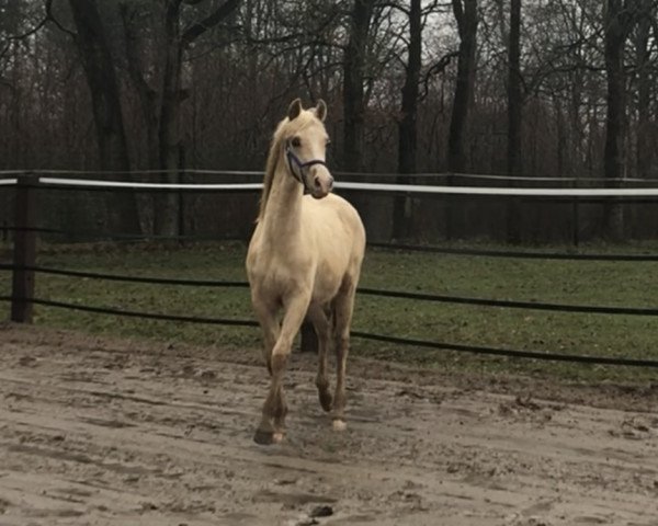 dressage horse Neo Neunmalklug (German Riding Pony, 2018, from Negro-Veneziano)