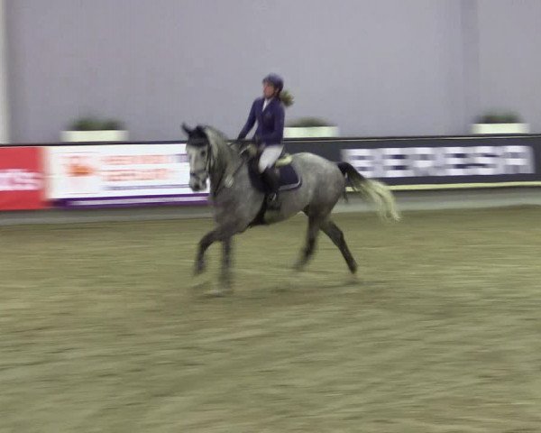 Hallen-Reitturnier Münster-Handorf 2016