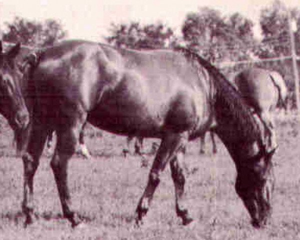 Zuchtstute Miss Patsy Blake (Quarter Horse, 1959, von Dawsons Gary)