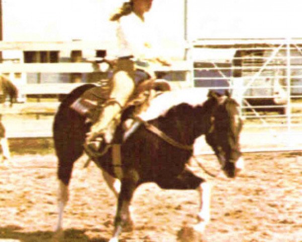 Deckhengst Rhett Buttler (Paint Horse, 1959, von Rex Albert)