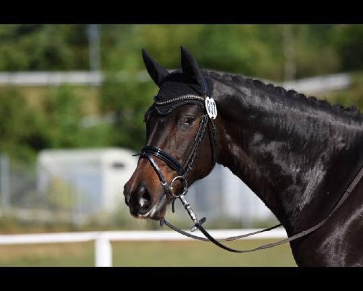 dressage horse Esprit d'amour (Trakehner, 2009)