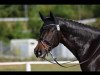 dressage horse Esprit d'amour (Trakehner, 2009)