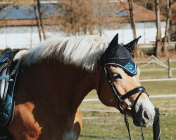 dressage horse Amber 90 (Haflinger, 2005)