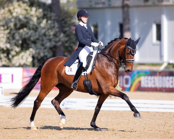 dressage horse Paola OLD (Oldenburg, 2009, from Lord Loxley I)