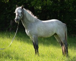 Pferd Glaskopf Cormac (Connemara-Pony, 2019, von Benmore Corry)