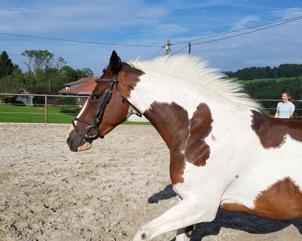 Zuchtstute Cervinia (Pinto mit Reitpferdepedigree, 2010, von Casanova Pyk)