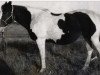 broodmare Josy Bar (Paint Horse, 1955, from Skylark Bar)