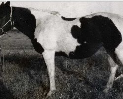 Zuchtstute Josy Bar (Paint Horse, 1955, von Skylark Bar)