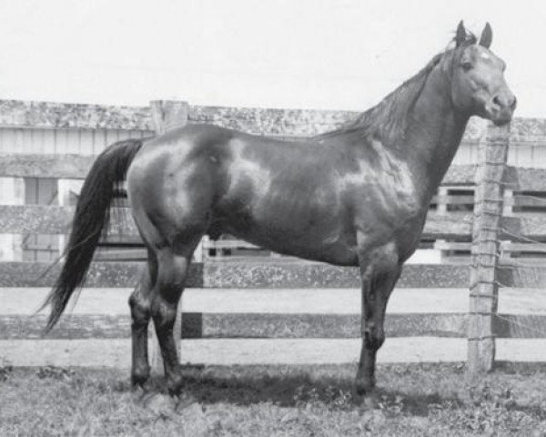 stallion Humdinger (Quarter Horse, 1935, from Norfleet)