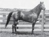 Deckhengst Humdinger (Quarter Horse, 1935, von Norfleet)