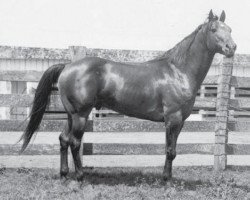 Deckhengst Humdinger (Quarter Horse, 1935, von Norfleet)