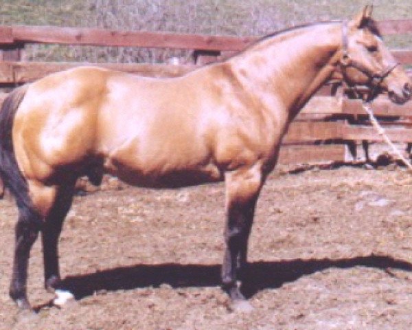 stallion Music Mount (Quarter Horse, 1944, from Gold Mount)