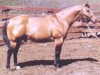 stallion Music Mount (Quarter Horse, 1944, from Gold Mount)