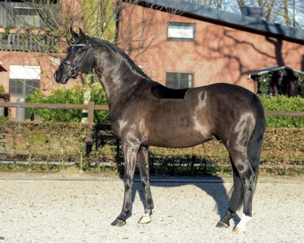 dressage horse Frascino (Hanoverian, 2013, from Fürst Wilhelm)