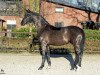 stallion Frascino (Hanoverian, 2013, from Fürst Wilhelm)