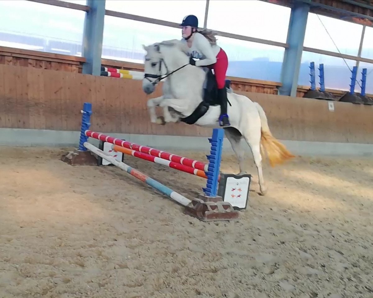 Springpferd Kildromin Taylor (Connemara-Pony, 2012, von Tullykyne Prince)