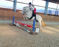 jumper Kildromin Taylor (Connemara Pony, 2012, from Tullykyne Prince)