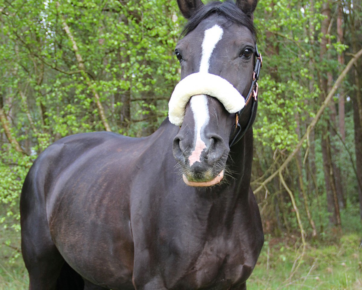 Zuchtstute Ratina 234 (Hannoveraner, 2007, von Rascalino)