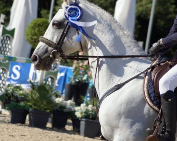 Springpferd Colour White (Oldenburger, 1999, von Champion Du Lys 2)