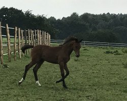 dressage horse Fam Karamell (Hanoverian, 2017, from Fidertanz)