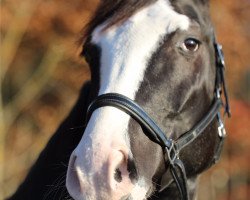 horse Fridolin (Bayer, 2010, from Florencio I)