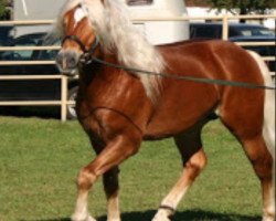 stallion Wonderboy (Austrian Warmblood, 2000, from Winterstein)