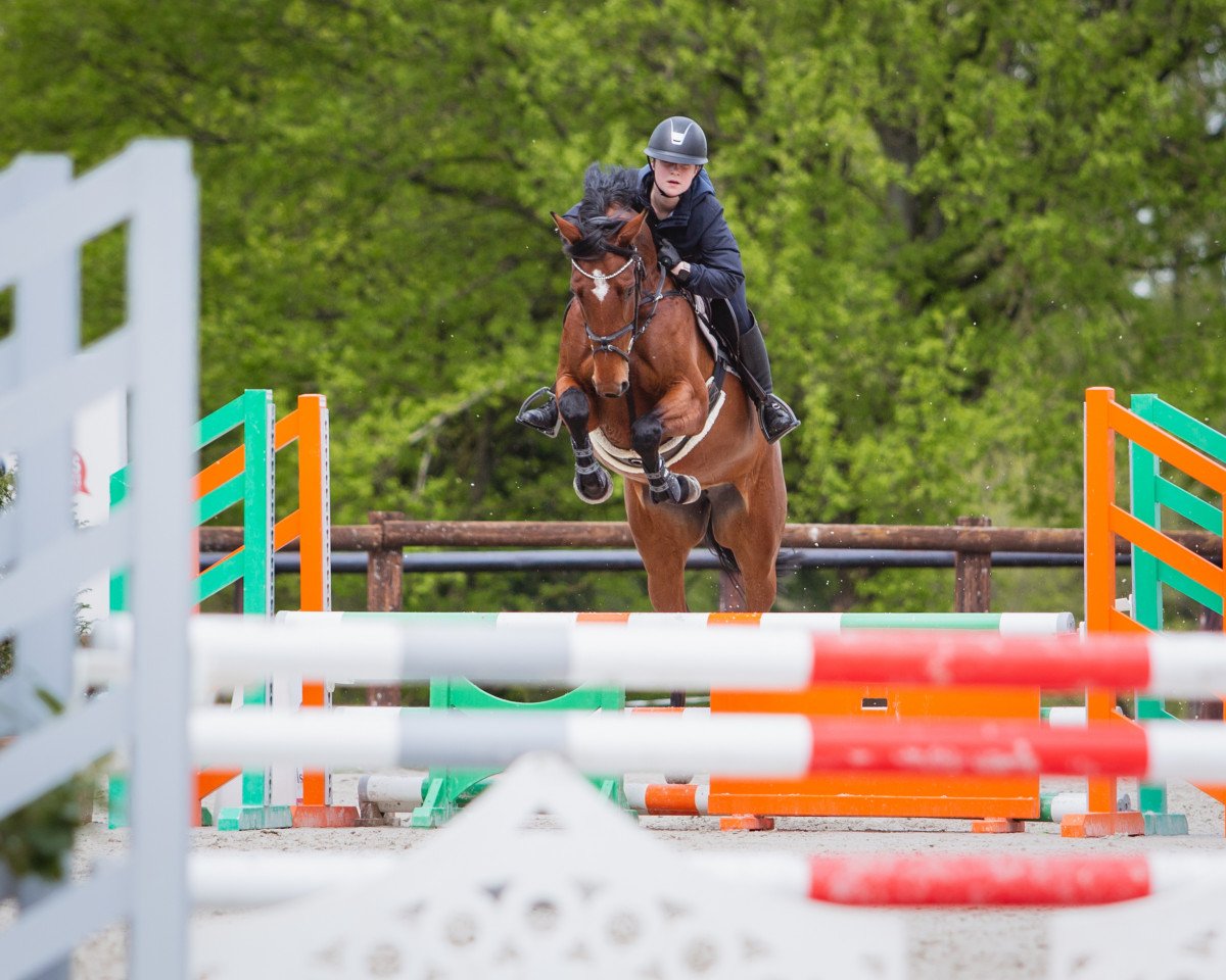 Springpferd Chiara L 3 (Deutsches Sportpferd, 2016, von Caruso Z)