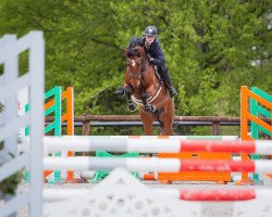 Springpferd Chiara L 3 (Deutsches Sportpferd, 2016, von Caruso Z)