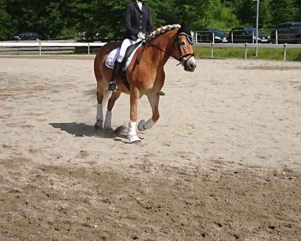 broodmare Felica (Haflinger,  , from Wonderboy)