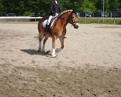 Zuchtstute Felica (Haflinger,  , von Wonderboy)