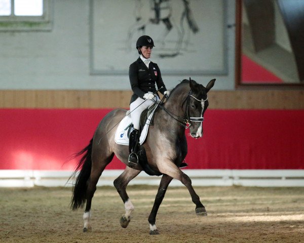 dressage horse GB Dolcino (Swiss Warmblood, 2012, from Don Index)