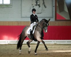 dressage horse GB Dolcino (Swiss Warmblood, 2012, from Don Index)