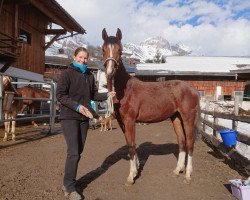 horse Schachtengut's Dominique (Österreichisches Warmblut, 2018, from Contiki)